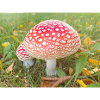 fly agaric also toadstool