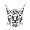 Lynx