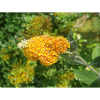 Buddleia, Schmetterlingsstrauch oder Sommerflieder 'Sungold'