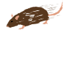 Rat Mouse Rat Mice