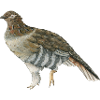 Grouse