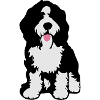 Bernedoodle