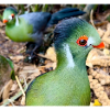 White Cheeked Turaco Bird