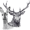 Hirsche und Rehe