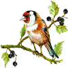 Bunter Vogel