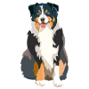 Australian Shepherd