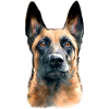 Malinois dog head