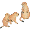 Prairie dogs