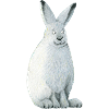 Arctic hare