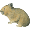 Pika