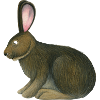 Prairie Rabbit