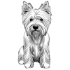 Westie West Highland hvid terrier hund