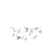 Meilleur Shih Tzu-père jamais Meilleur