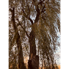 Tree Sky Brown Autumn
