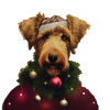 Airedale Terrier Noël