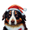 Noël du berger australien