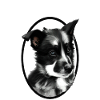 Schwarz-weißer Arbeitshund-Schäferhund