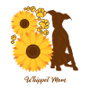 Mère tournesol - Whippet