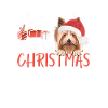 Yorkshire Terrier Joyeux Noël