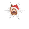 Yorkshire Terrier Joyeux Noël