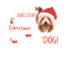 Yorkshire Terrier Joyeux Noël