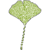 Gingko Leaf