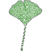 Gingko leaf