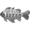 Poisson