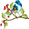 Bunter Vogel