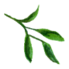 feuille