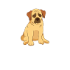 sad pet shelter dog