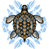 tortue