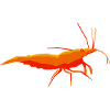 PRAWNS4YOU Shrimp - Shrimp 3-coloured shrimp
