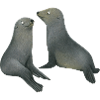 Fur seal