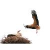 Störche am Nest