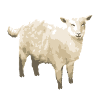 Happysheep