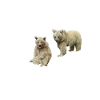Bär