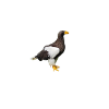 Seeadler