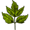 Leaf - Ash Maple