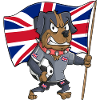 Chien fan anglais