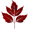 Leaf - Maple Ash - Red
