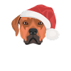 Rhodesian Ridgeback Merry Christmas