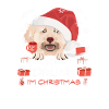 Pudel Weihnachtsmarkt