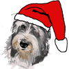 Bearded Collie