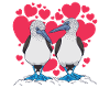 Valentine's Day Heart Blue-footed