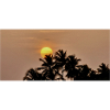 Silhouette Palm Trees at Sunset
