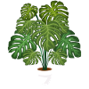 Monstera Deliciosa