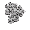 Rose Black White Rose Hand-drawn