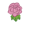 Rose Red Rose Hand-drawn