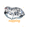 Sleeping Zebra Official Napping